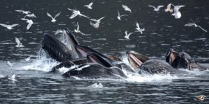 Humpback whales and gulls