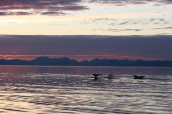 Another day closes with a serene scene of diving whales and a lingering sunset