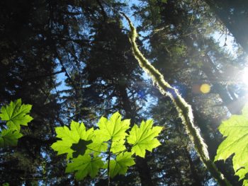 Sun rays filter through the Tongass rain forest canopy.