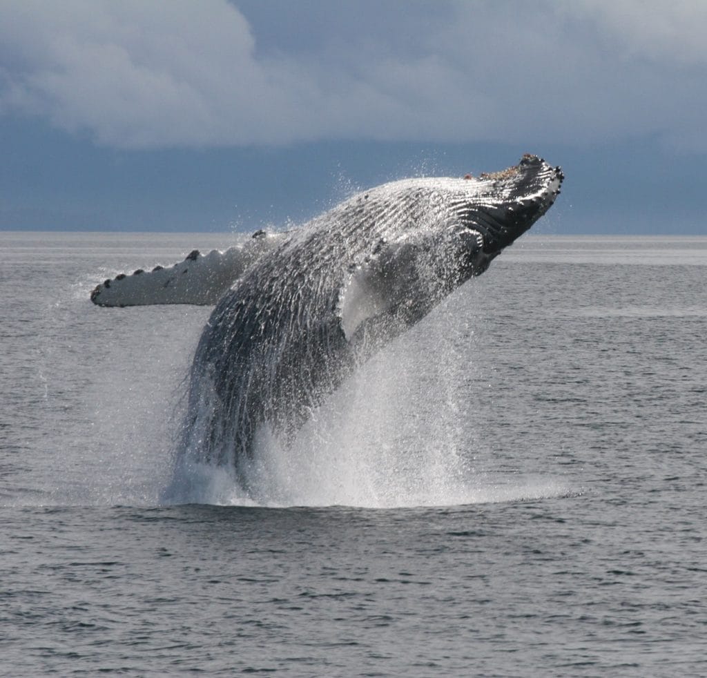 Alaska Sea Adventures » whales-Humpback whale breach_Frederick