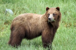 The mighty Admiralty Island brown bear (Ursus arctos). The Islands of Southeast Alaska are home to some of the largest bears in world. xoots - is the Tlingit name for these bears.