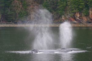 Humbpack whale blows in Seymour Canal in spring.
