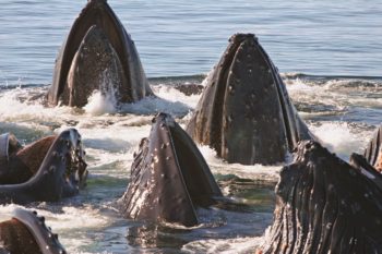 Six Humpback Rostrums Pointing Up