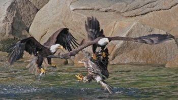 Eagles swooping in on a bounty of herring.