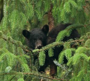 Black Bear Cubs in a tree.