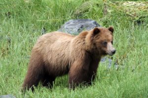 xoots--the Tlingit native term for the mighty Alaska brown bear (Ursus arctos)