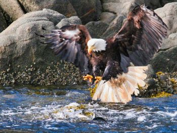 Bald Eagle Attacking Schooling Herring. ©Dennis Rogers