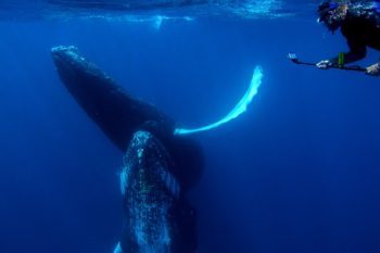 Captain Dennis swimming with Humpback whales in the SilverBank 2016