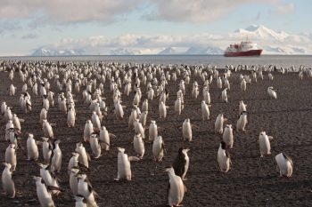 Chinstrap Penguins on Deception Island Antarctica. (c) Ted Cheeseman