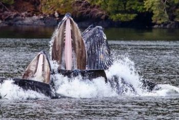 humpback whales 