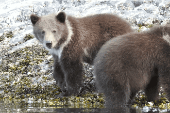 Yacht Cruise Alaska 