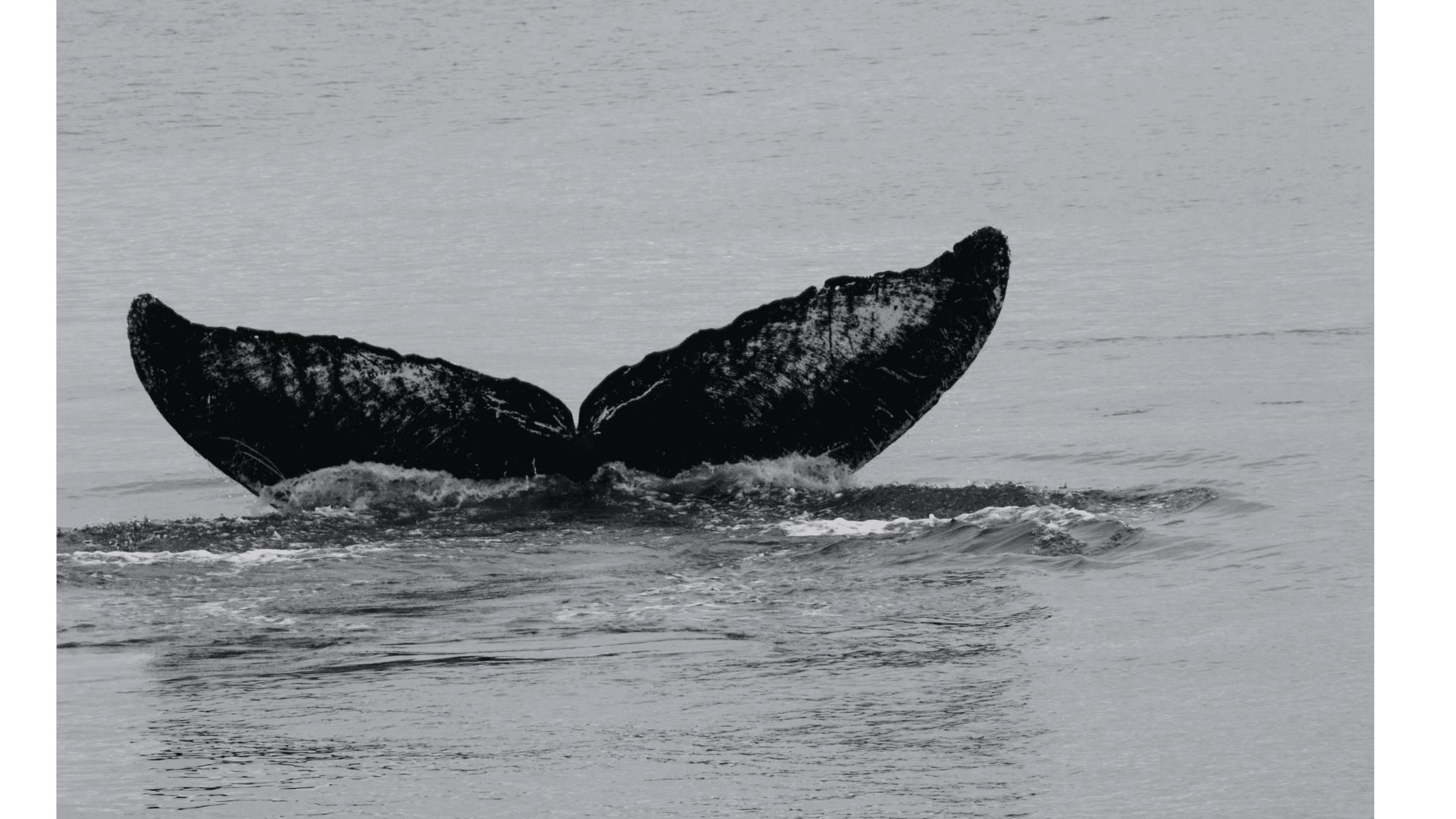 How the World’s Oldest Humpback Whale Has Survived Is a Mystery