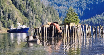 whale watching alaska cruise